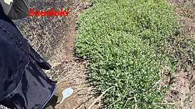 I experiment with risky public sex in the field, licking her ass sensually 😏