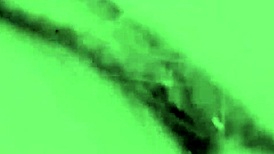 vintage lesbians explore two centuries of lesbian love