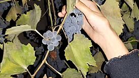 Russian neighbor repays grapes with intense lesbian pussy licking