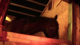 jodie james riding stiff dick in the barn with big tits 😈