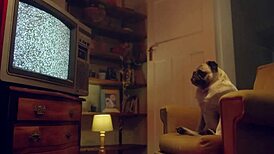 בנפיט מאנקי מזיין את הגרון העשיר של אדן אייבי עמוק בתחתונים