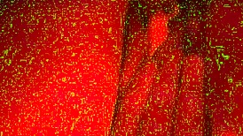 Close-Up View of Transsexual Interaction in Face Down Position