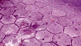 Doble Corrida Al Coño Mojado De Desconocida