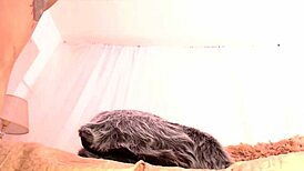 Shemale Gets Prince Albert Piercing!