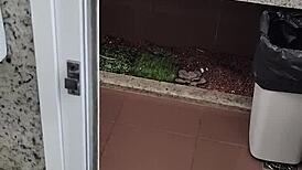 public bathroom handjob on small cock?