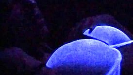 Black-Light Secret Model Reveals Oral Secrets Backstage