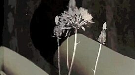 Syuting Porno Vintaj Tujuh Puluhan Bawa Saya Balik Dengan Aksi Memek Berbulu Gaya Retro