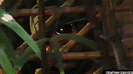 What happens when sultry tranny Nicolly Pantoja spots a peeping tom and forces blowjob action