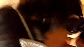 Masked Amateur Gives Blowjob Leading To Cumshot.