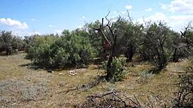 Savannah Vixen outdoors with mature amateurs - what are you watching?