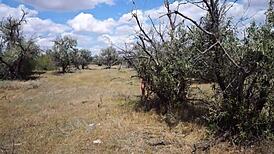 Savannah Vixen outdoors with mature amateurs - what are you watching?