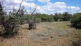 Savannah Vixen outdoors with mature amateurs - what are you watching?