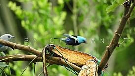 I am learning to let go in this hardcore kinky mexican chapter