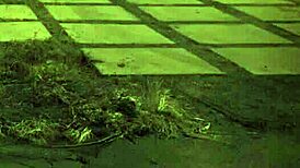 Outdoor Fuck For First Time Bondage