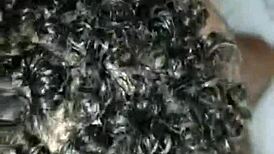 Watch Brenao and the Haitian Refugee Pound the Bahian Mercilessly in This Old Video!