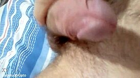 hairy cat close-up homemade amateur video