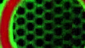 Scissoring Muva Phoenix With Blonde Pornstar, Licking Wet Pussy And Tribbing Hard!