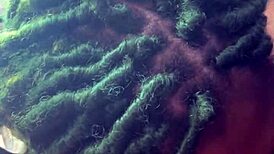 Big daddy chevy impala deepthroats, rides, and swallows cum from muscular bodybuilder