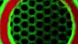 Insatiable kali ryder slurps miles longs phat cock like a maniac