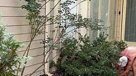 nakedman15 flashes ass in the garden for exhibitionist fun