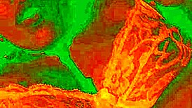 Exotic Bluee shows pleasure while pussy licked