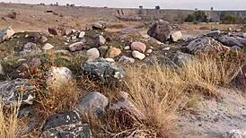 check this public pissing in the forest