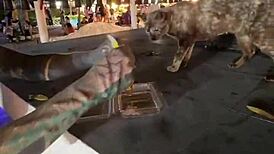 nothing to see here - not a crazy cat lady feeding stray cats in thailand d