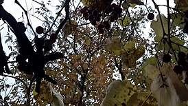 autumn romantic sex in hut with lesbian illusion girls, full of mystery