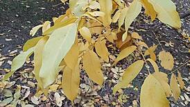 autumn romantic sex in hut with lesbian illusion girls, full of mystery