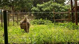 hey tourist ever fucked a mature african publicly in the park?