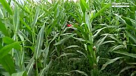 stepbrother pounds escaped prisoner's pussy in wild threesome part 1