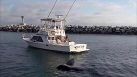 Mysterious brunette bikini babe teases on rocking boat