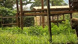 public park tourist ebony fucked rough anal during african cup