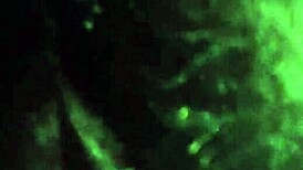 Teasing my wife's hairy pussy before deep fucking