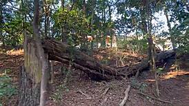 brazilian amateur strips naked in woods huge ass ninfeta tits so hot!