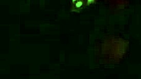 my dick sucking vixen slurps sloppy on cock begging for more loads