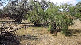 Shy Aboriginal Cosplayer Dances Outdoors in Mature Amateur Costume