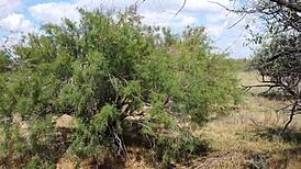 Shy Aboriginal Cosplayer Dances Outdoors in Mature Amateur Costume