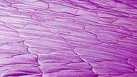 My hot ebony arab wife screams as huge cock fucks big ass