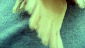 flashing my tits in public garden then pissing tight pants