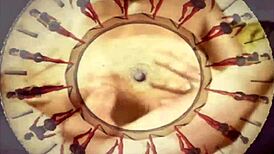 vintage hairy beaver erotic closeups in retro style