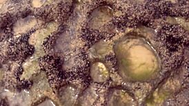 I n my latina friend stripped bikinis on bahia beach fucked every macho there damn!!