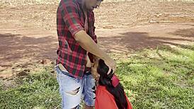 Naughty red riding hood deepthroats lumberjack's bbc in forest!