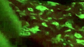 i spied under neighbors skirt and ended up fucking her big latina ass homemade