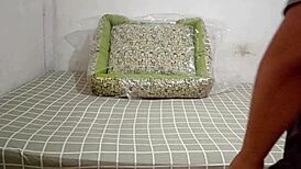 stepsis shows client blowjob pussy ride deepthroat to keep peruvian secret