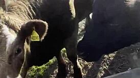 Tattooed Blackwork Hippie Girl Chats with Cows and Fans in Country Bodysuit