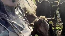 Tattooed Blackwork Hippie Girl Chats with Cows and Fans in Country Bodysuit