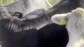 Tattooed Blackwork Hippie Girl Chats with Cows and Fans in Country Bodysuit