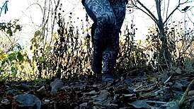 watch this chubby mature bbw piss in nature wet hairy pussy magic 🌿💦