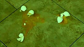 dana vespoli back for double penetration and cum swapping with two guys??